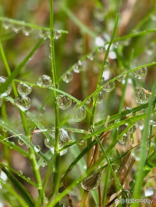 植物也能测晴雨 第1张 植物也能测晴雨 第1张
