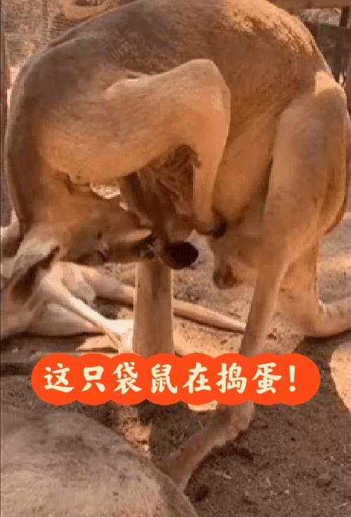 老鼠偷鸡蛋 第1张 老鼠偷鸡蛋 第1张
