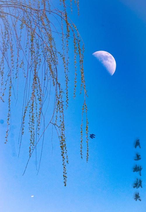 月上柳梢头 第1张 月上柳梢头 第1张