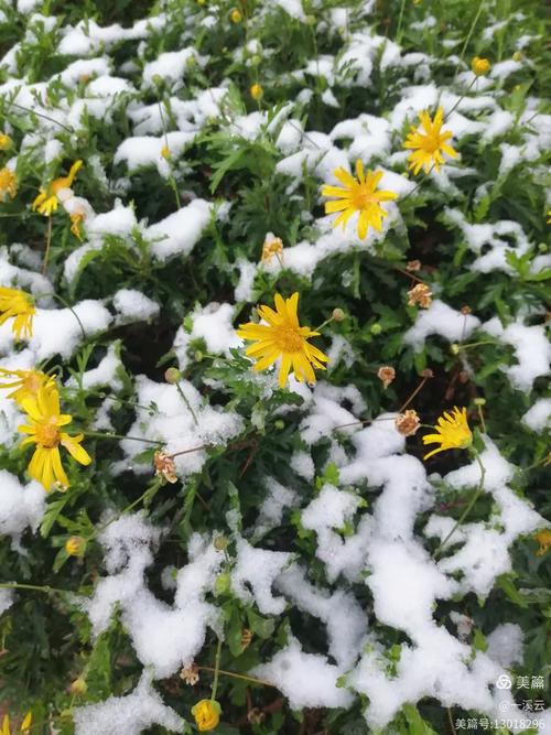 三月的春雪 第1张 三月的春雪 第1张