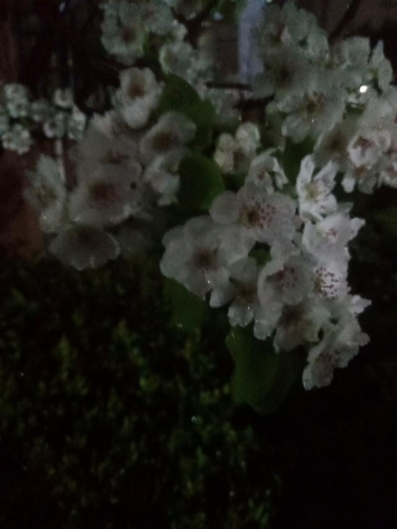 飞雪梨花 第1张 飞雪梨花 第1张
