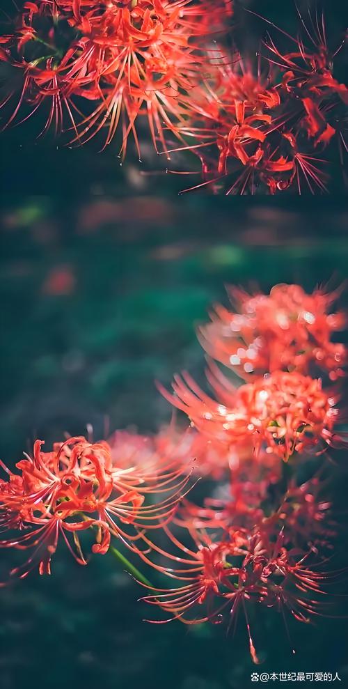 寂寞之花 第1张 寂寞之花 第1张