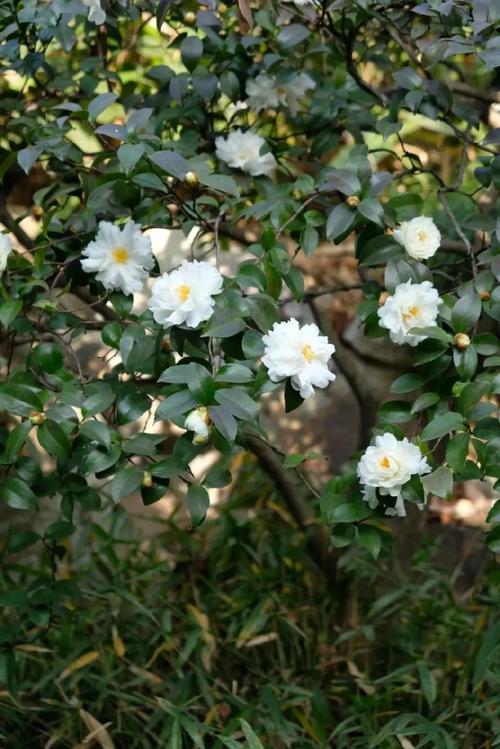 早春花事 第1张 早春花事 第1张