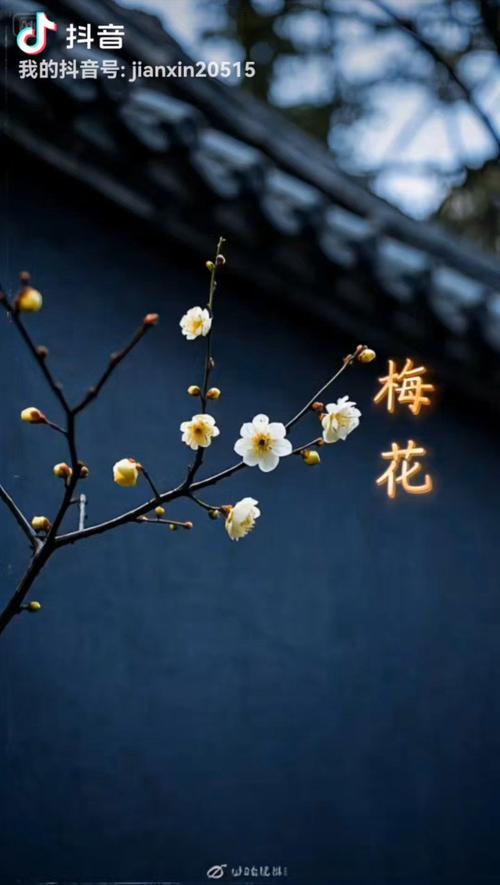 傲骨  第1张