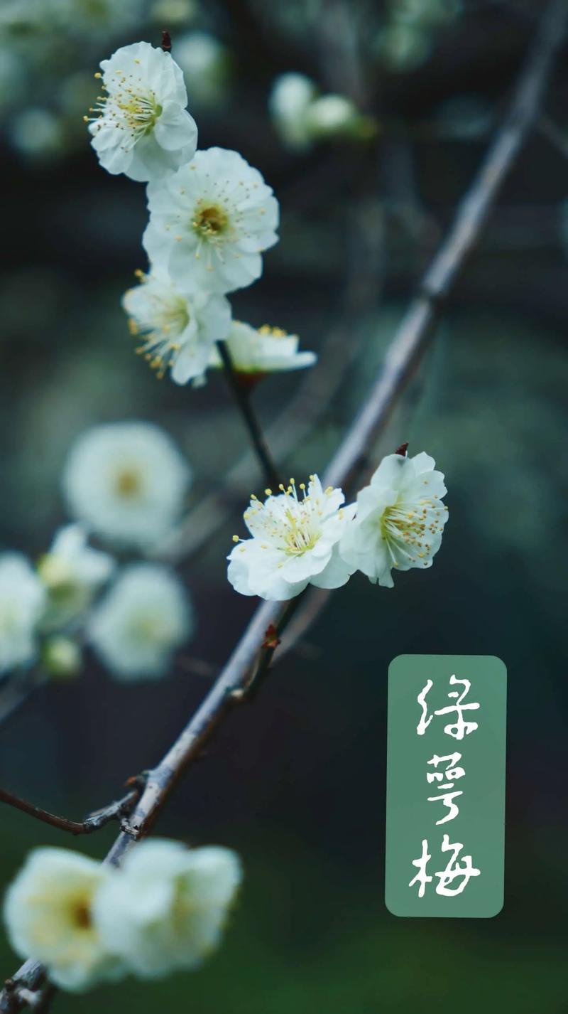 寄你江南春色一枝梅 第1张 寄你江南春色一枝梅 第1张