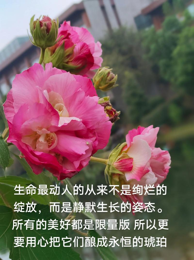 生命,在懂得中雅致 第1张 生命,在懂得中雅致 第1张