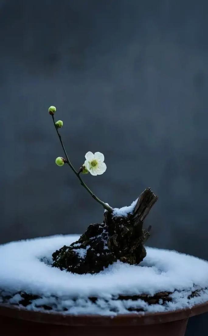 雪花愁 第1张 雪花愁 第1张