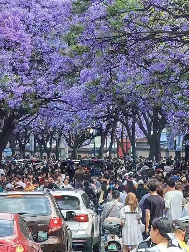 蓝花楹  第1张