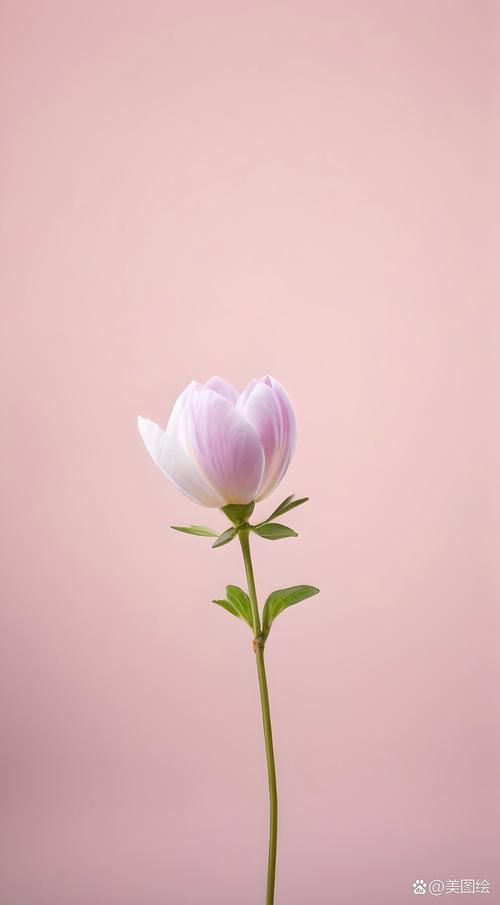 花在宁静中绽放 第1张 花在宁静中绽放 第1张
