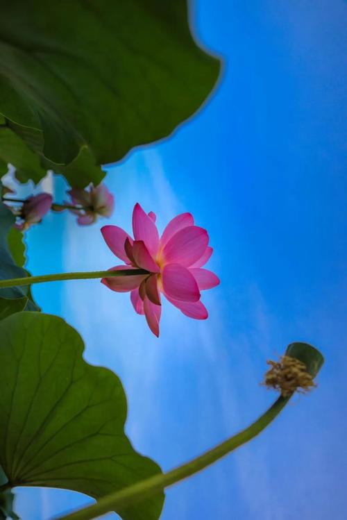 盛夏中的美丽 第1张 盛夏中的美丽 第1张