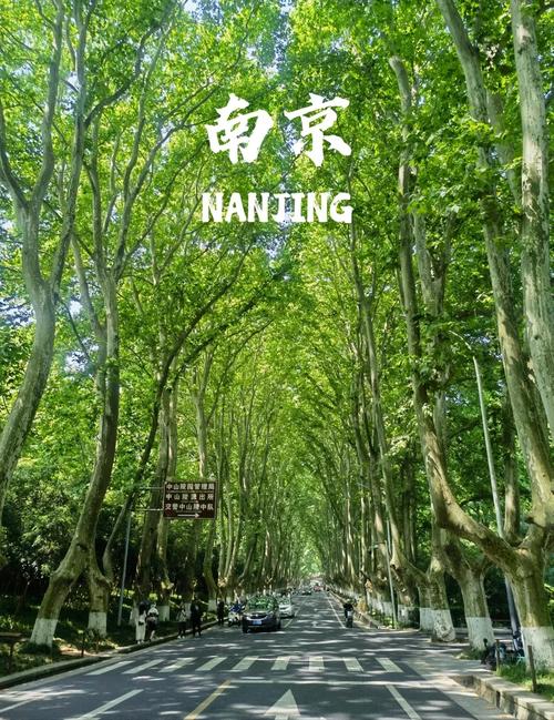 梧桐树的南京 第1张 梧桐树的南京 第1张