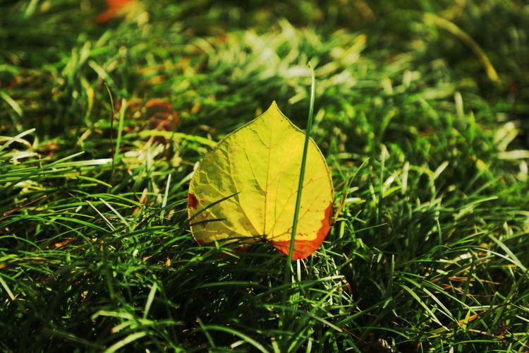 秋之心  第1张