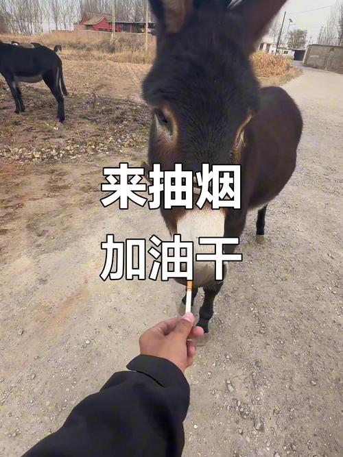 分给我烟抽的兄弟 第1张 分给我烟抽的兄弟 第1张