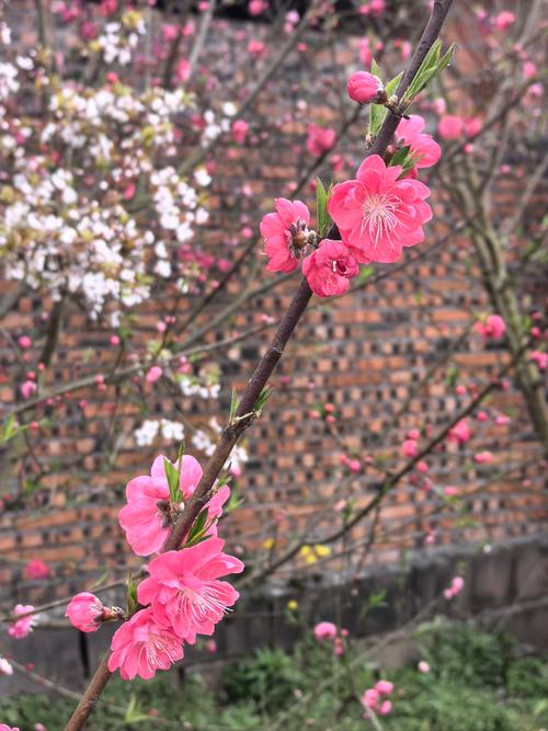 桃李芬芳满家园 第1张 桃李芬芳满家园 第1张