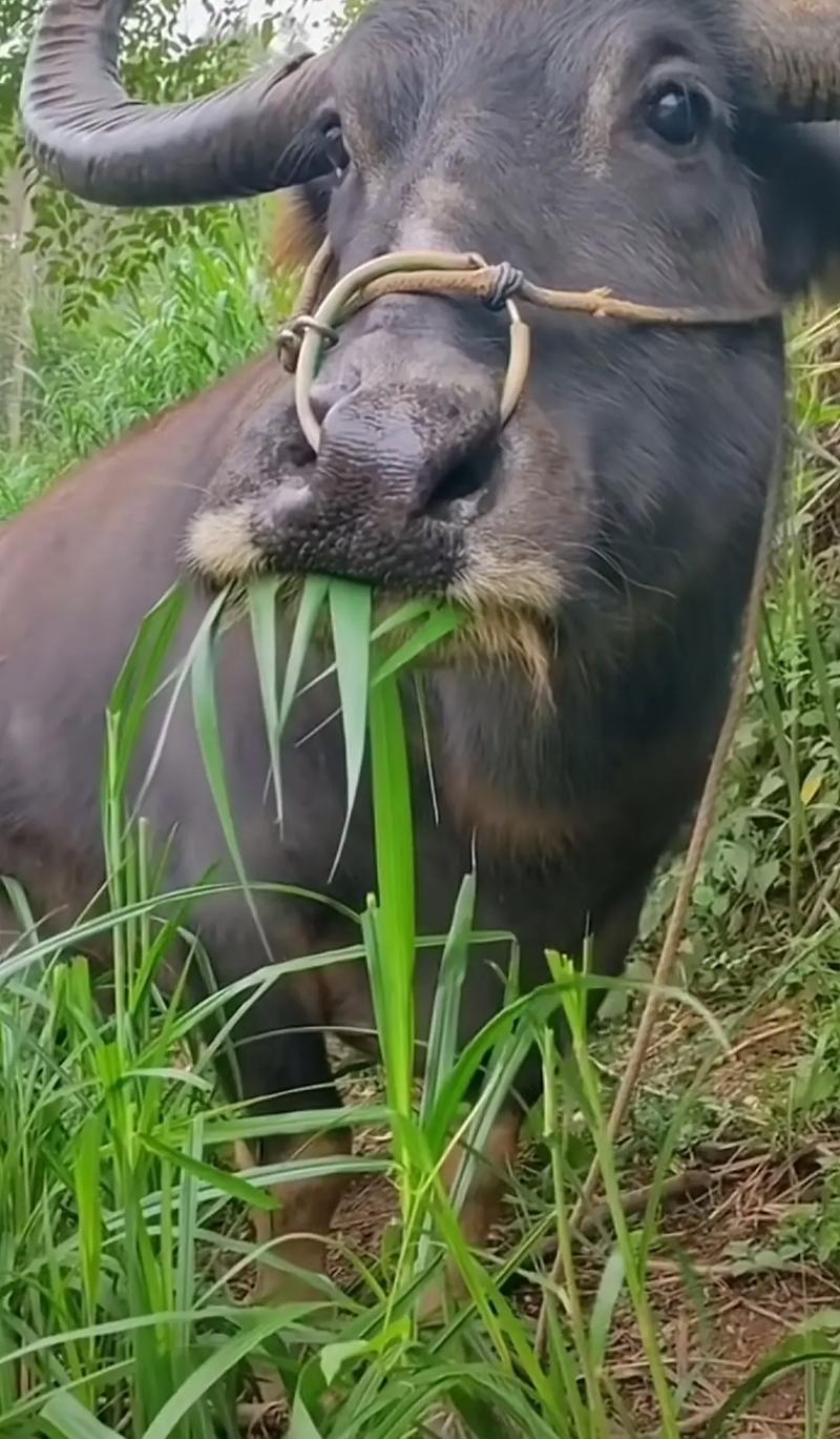 老牛发狂  第1张