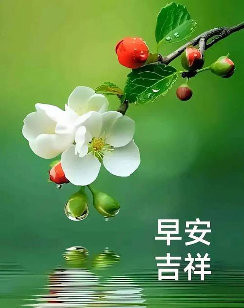 淡若晨风 第1张 淡若晨风 第1张