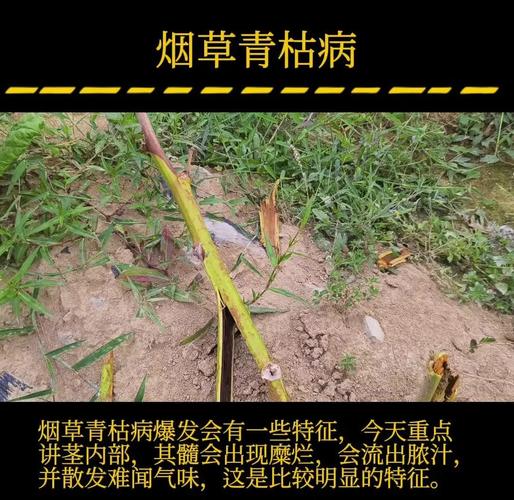 枯枝上缘绿了几片叶 第1张 枯枝上缘绿了几片叶 第1张