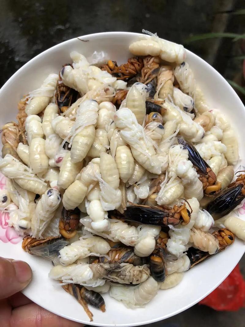 野蜂蛹  第1张