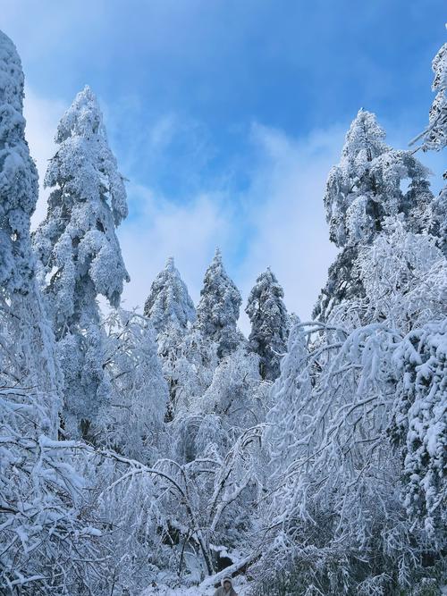 雪  第1张