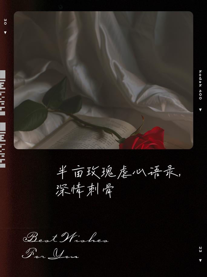 玫瑰已谢，我心未老。爱如此  第1张
