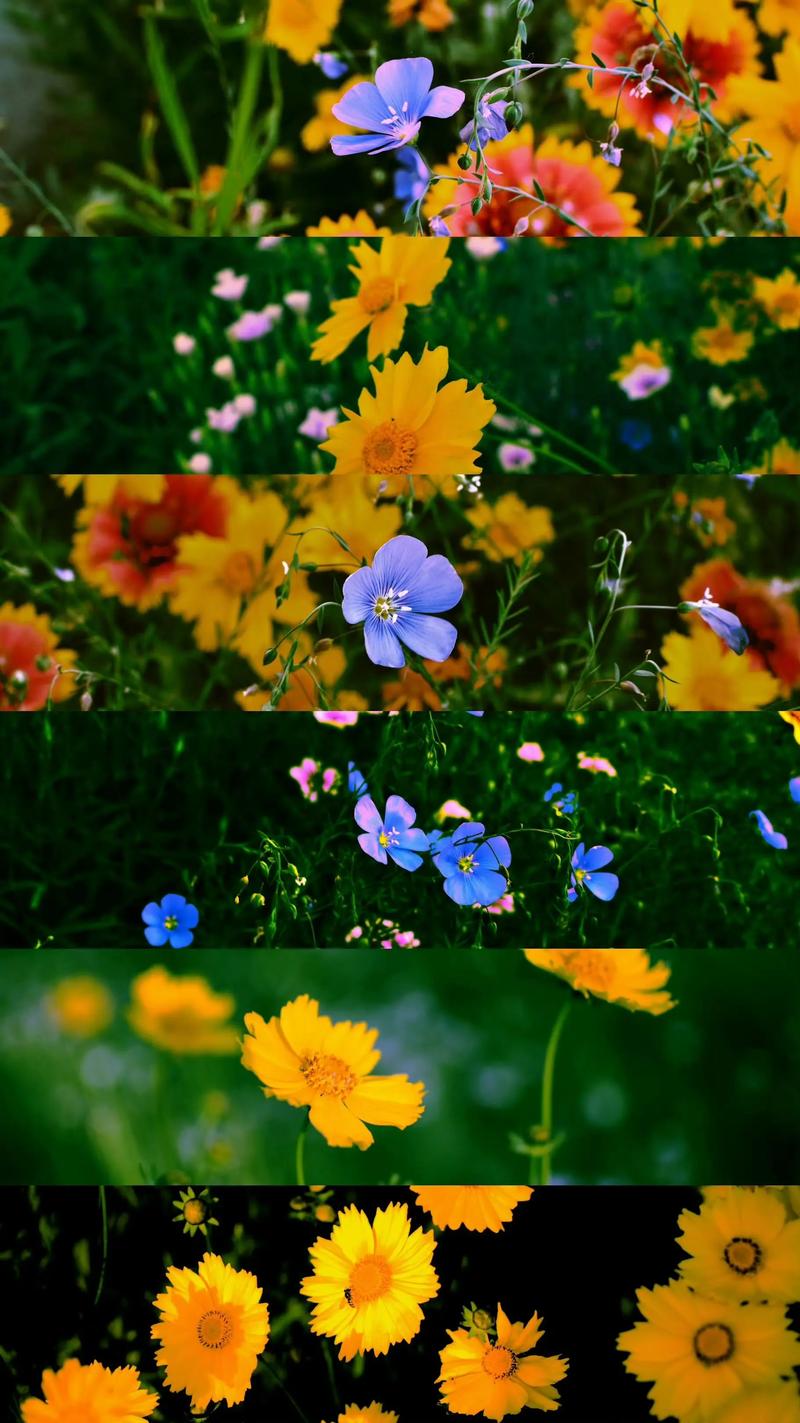 小花  第1张