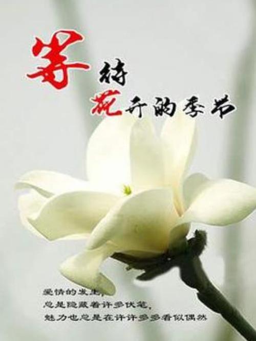 等待花开的时候  第1张