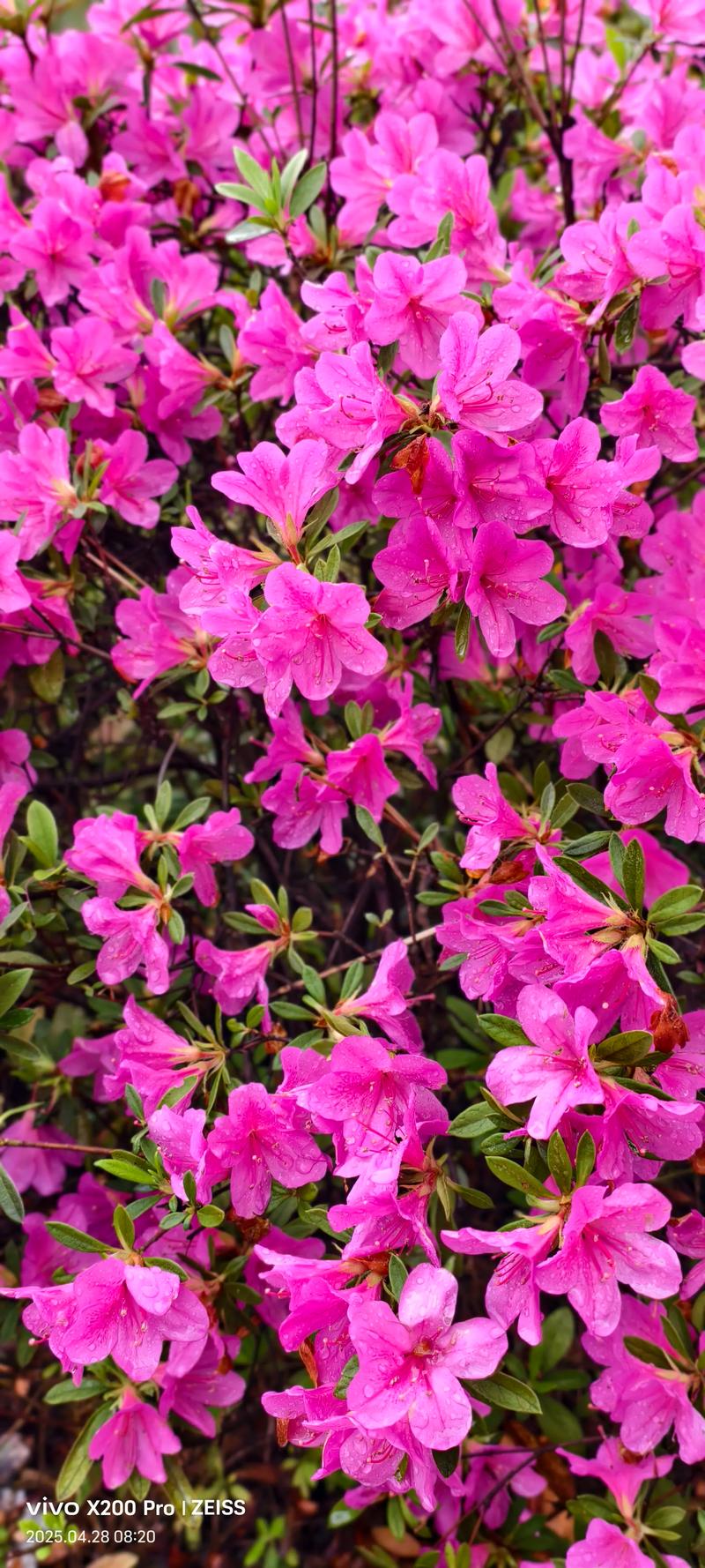 花谢花开 第1张 花谢花开 第1张