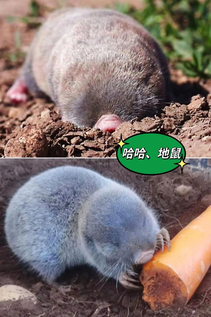 鼠贼难防 第1张 鼠贼难防 第1张
