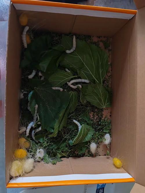 人生如蚕 第1张 人生如蚕 第1张