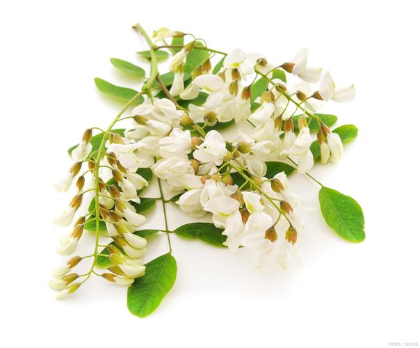 槐花  第1张