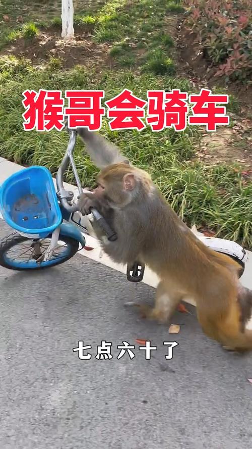 小猴子骑自行车 第1张 小猴子骑自行车 第1张