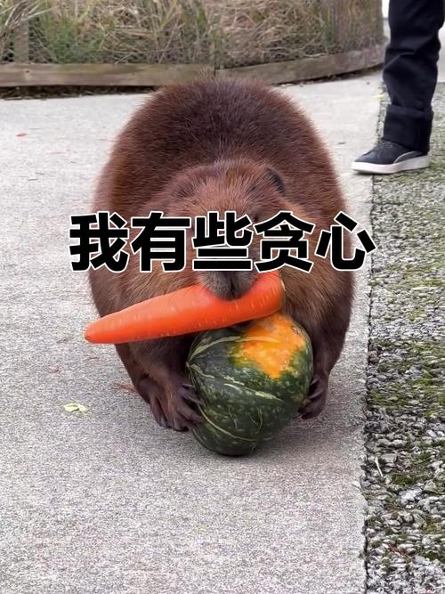 贪心 第1张 贪心 第1张