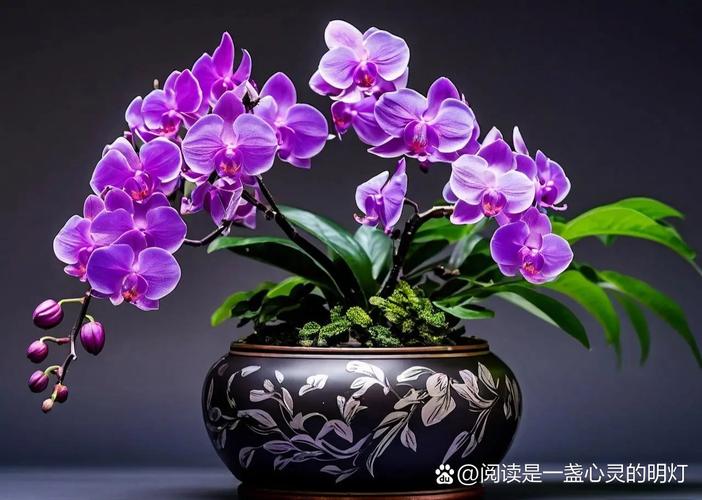 紫罗兰  第1张