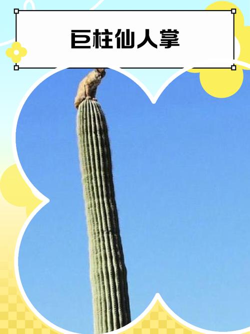仙人掌的力量 第1张 仙人掌的力量 第1张