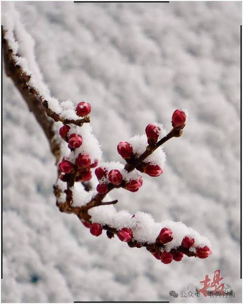 轮回里，天葬着一场晶莹的雪  第1张