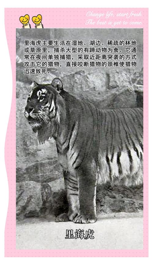 游历近代的小虎 第1张 游历近代的小虎 第1张