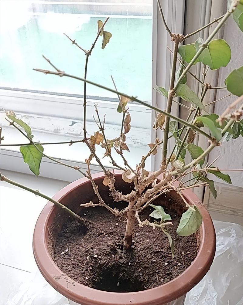 花是怎样枯萎的 第1张 花是怎样枯萎的 第1张