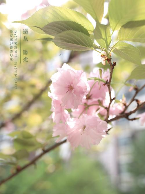 花叶相知 第1张 花叶相知 第1张