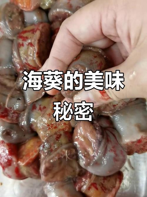 海葵 第1张 海葵 第1张