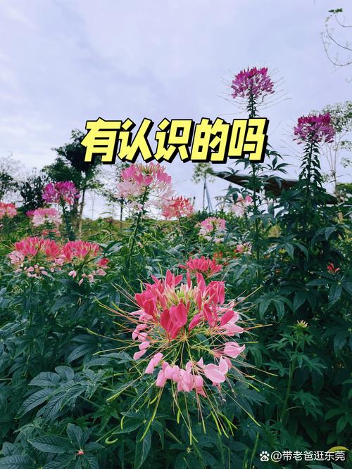那片花丛改变了我 第1张 那片花丛改变了我 第1张