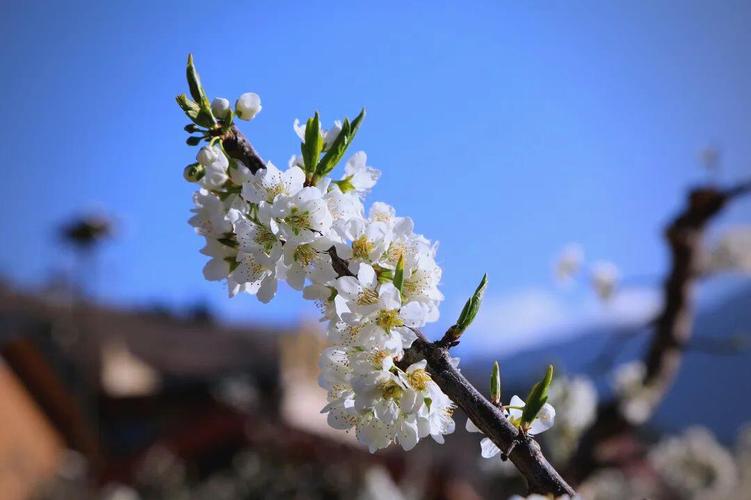 春花,怒放 第1张 春花,怒放 第1张