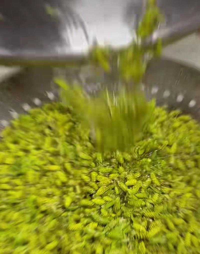 又是柳絮纷飞的时节 第1张 又是柳絮纷飞的时节 第1张