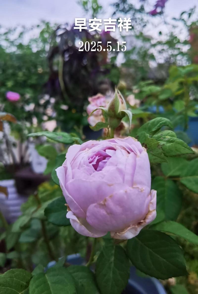 花儿，依旧悄然绽放…  第1张