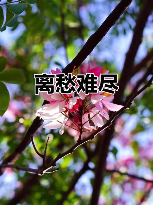 离愁  第1张
