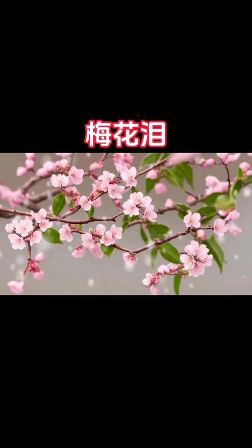 花儿流着泪很美 第1张 花儿流着泪很美 第1张