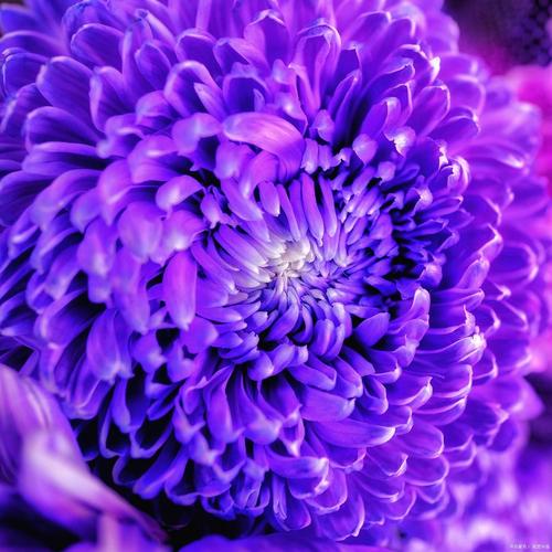 那绽放的紫菊花 第1张 那绽放的紫菊花 第1张