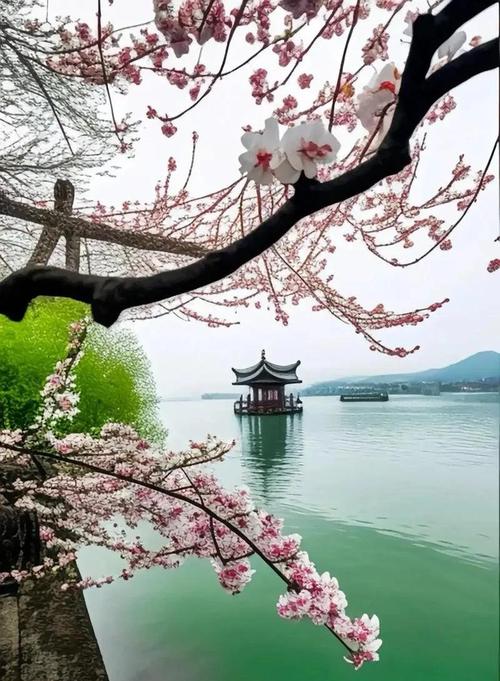 丹桂含香游西湖 第1张 丹桂含香游西湖 第1张