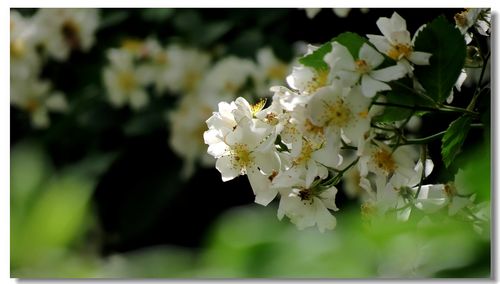 花开荼蘼,夕阳向晚 第1张 花开荼蘼,夕阳向晚 第1张