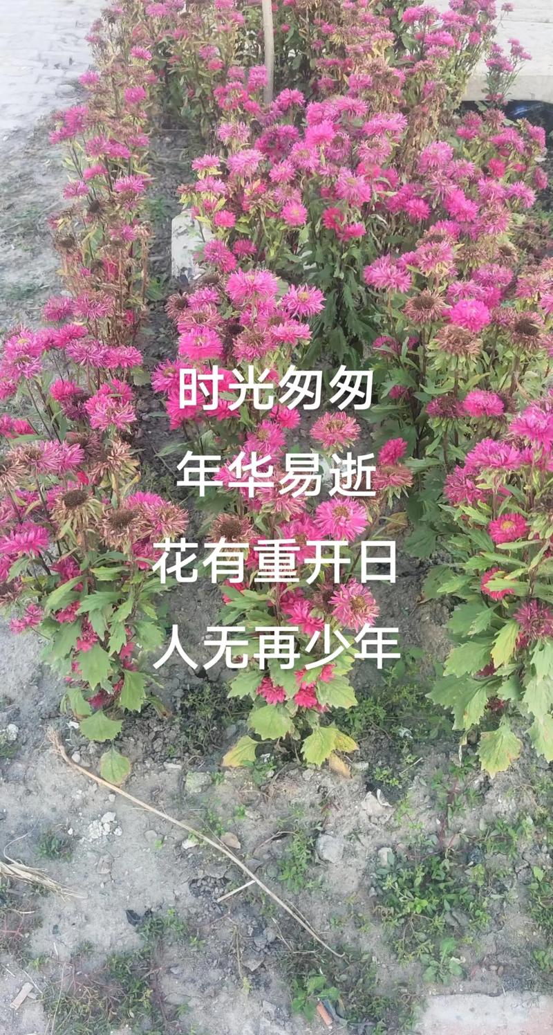愿你有青春可怀念,且执烟火向星辰,如果事与愿违,一定另有安排 第1张 愿你有青春可怀念,且执烟火向星辰,如果事与愿违,一定另有安排 第1张