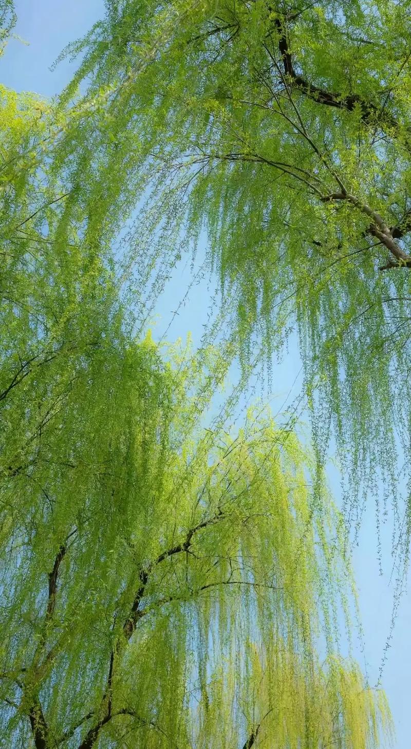 剪一段春光,让一缕清风拂绿杨柳 第1张 剪一段春光,让一缕清风拂绿杨柳 第1张